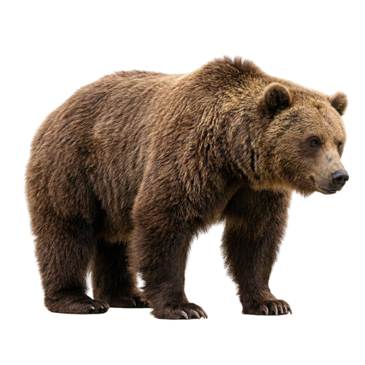 Bear PNG Transparent Background