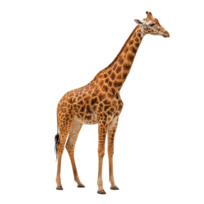 Giraffe PNG Transparent Background – Free Wild Animal PNG Image