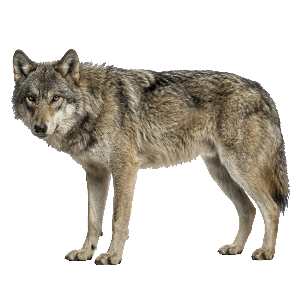 Wolf-PNG-Transparent-Background-Image.png